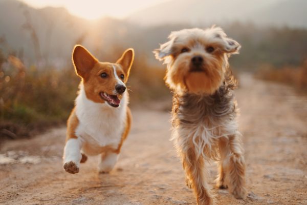Can Dogs Understand Human Language?